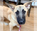 Small #2 Anatolian Shepherd Mix