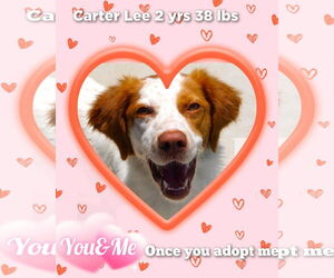 Brittany Dogs for adoption in Curwensville, PA, USA