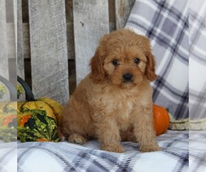 Cavapoo Puppy for sale in LEOLA, PA, USA