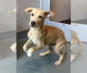 Labrador Retriever Dogs for adoption in Baytown, TX, USA