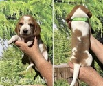 Small Photo #11 Beagle Puppy For Sale in BROWNSVILLE, OR, USA