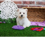 Small #3 West Highland White Terrier