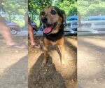 Small #3 Beagle Mix