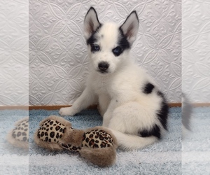 Siberian Husky Puppy for sale in MOUNT AYR, IA, USA