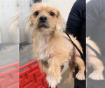 PUMPKIN SPICE - Male Maltese Dog for Adoption - Small photo