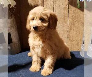 Goldendoodle-Poodle (Miniature) Mix Puppy for sale in ARTHUR, IL, USA
