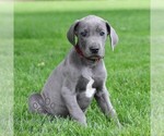 Small #3 Great Dane