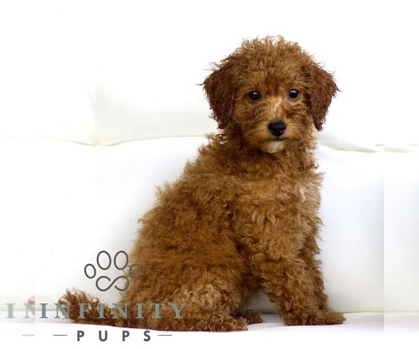 Medium Photo #3 Poodle (Toy) Puppy For Sale in LANCASTER, PA, USA