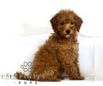 Small #2 Poodle (Toy)