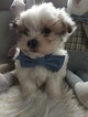 Small Photo #4 Maltese-Yorkinese Mix Puppy For Sale in HONEY BROOK, PA, USA
