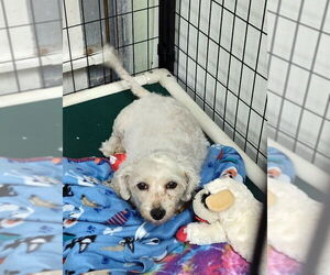 Bichon Frise Dogs for adoption in Mukwonago, WI, USA