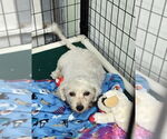 Small Bichon Frise