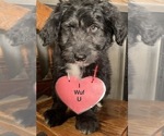 Small #13 F2 Aussiedoodle