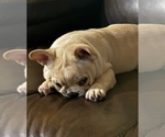 Gus - Male French Bulldog Puppy for Sale - Photo #3