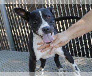 American Staffordshire Terrier-Unknown Mix Dogs for adoption in Tallahassee, FL, USA