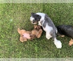 Small Photo #40 Shorkie Tzu Puppy For Sale in EDMOND, OK, USA
