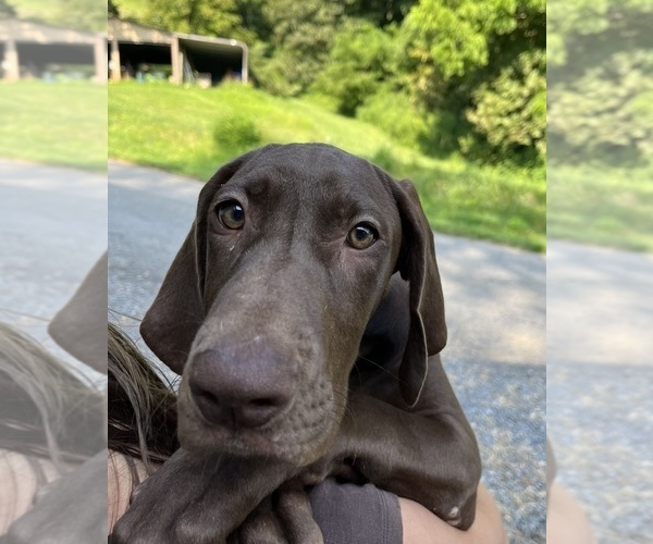 Medium Photo #17 Great Dane Puppy For Sale in SPRAGGS, PA, USA