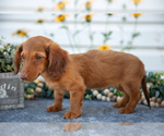 Puppy Margie Dachshund