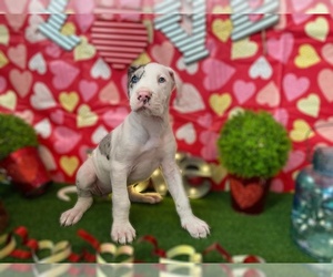 Great Dane Puppy for sale in BOWLING GREEN, KY, USA