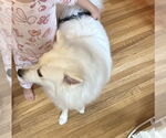 Small #1 American Eskimo Dog