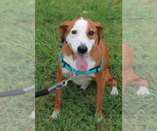 Medium Photo #2 Mountain Cur-Unknown Mix Puppy For Sale in Cookeville, TN, USA