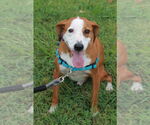Small #1 Mountain Cur Mix