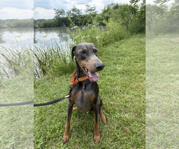 Medium Photo #1 Doberman Pinscher Puppy For Sale in Aurora, OH, USA