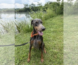 Doberman Pinscher Dogs for adoption in Aurora, OH, USA