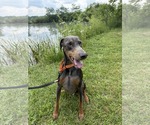 Small Doberman Pinscher