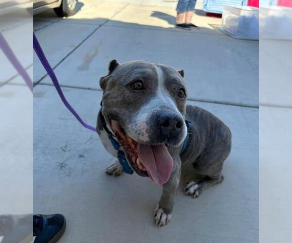 Medium Photo #2 American Pit Bull Terrier-Unknown Mix Puppy For Sale in Las Vegas, NV, USA