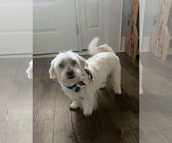 Medium Photo #1 Maltese Puppy For Sale in Arlington, VA, USA