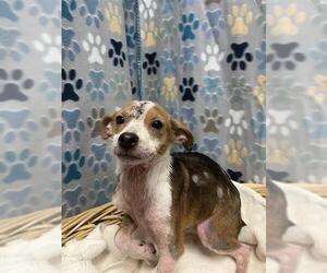 Chihuahua Dogs for adoption in Rosenberg, TX, USA