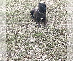 Father of the Cane Corso puppies born on 10/18/2022