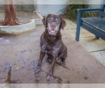 Small #1 Labrador Retriever