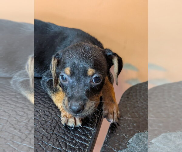 Medium Photo #1 Mutt Puppy For Sale in garner, NC, USA