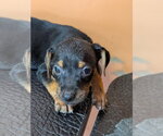 Small Mutt