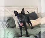 Small #5 German Shepherd Dog-Staffordshire Bull Terrier Mix