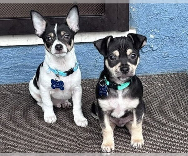 Medium Photo #8 Chihuahua-Unknown Mix Puppy For Sale in Corona, CA, USA