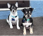 Small #7 Chihuahua Mix