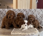 Small #5 Cavapoo (Miniature)