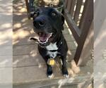 Small #1 American Staffordshire Terrier Mix