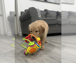 Small #1 Golden Retriever
