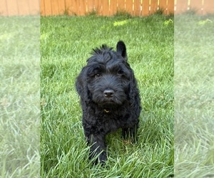 Medium Goldendoodle