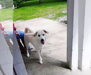 Labrenees Dogs for adoption in Rootstown, OH, USA
