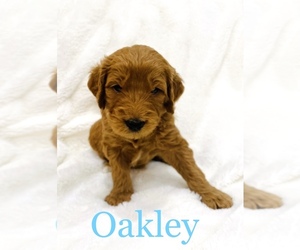 Goldendoodle Puppy for sale in WEST COVINA, CA, USA
