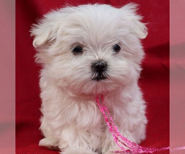 Medium Photo #3 Maltese Puppy For Sale in GREENVILLE, PA, USA