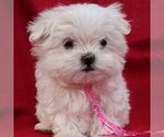 Small #2 Maltese
