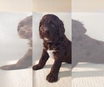 Puppy Cooper Labradoodle