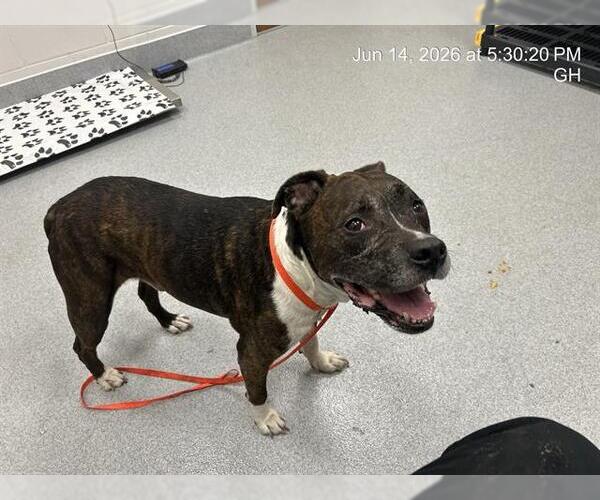 Medium Photo #1 American Pit Bull Terrier Puppy For Sale in Ocala, FL, USA