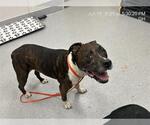 Small American Pit Bull Terrier